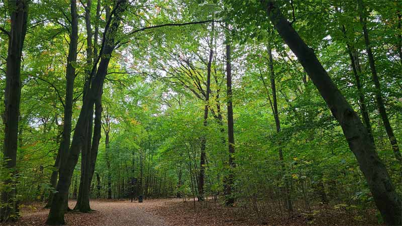 A thick wooded green cover of trees over a soft brown earthen path leading into the distance