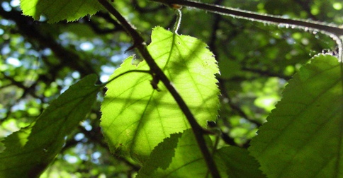 sunlight shows the texture of leaves