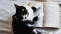 black and white green-eyed cat rests white front paws on an open book