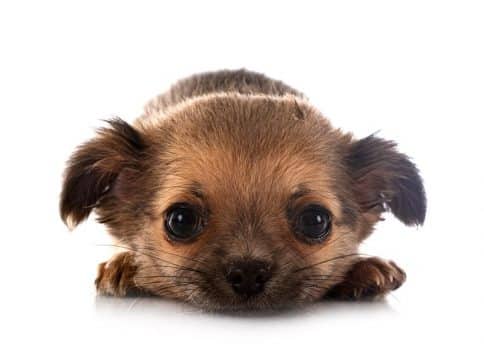 tiny chihuahua with large dark eyes wonders about the future