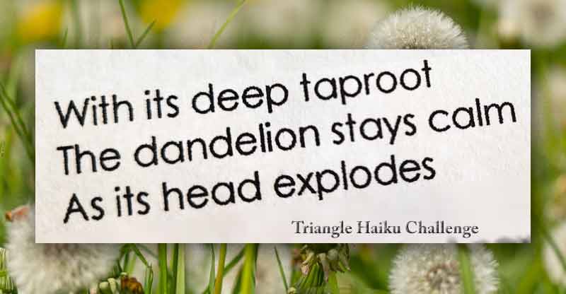 With its deep taproot The dandelion stays calm As its head explodes - from the Tricycle Haiku Challenge author and date obscured by paywall.