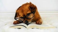 scruffy brown puppy with velvety ears is wearing black-rimmed glasses and has black nose buried in the crease between pages of an open book
